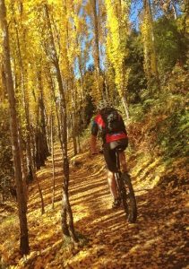 Wanaka Sticky Forest 3