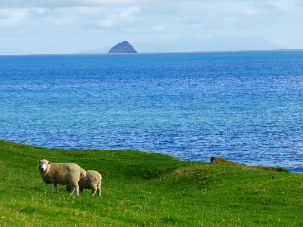 Coromandel Coast with Sheep and Channel Island