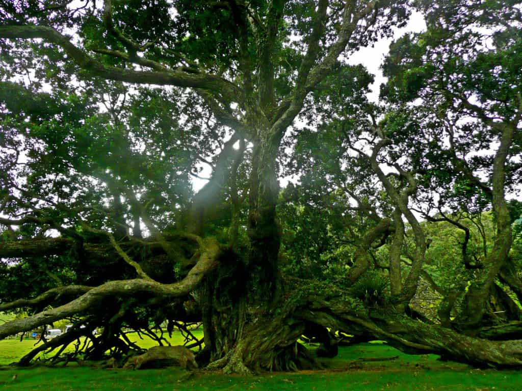 Ancient Pohutukawa Trees along the way