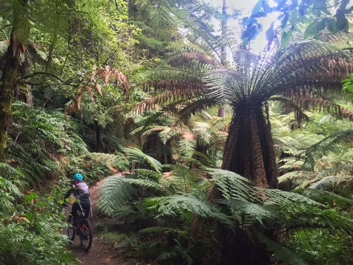 Redwoods Trails with Bush and Ponga