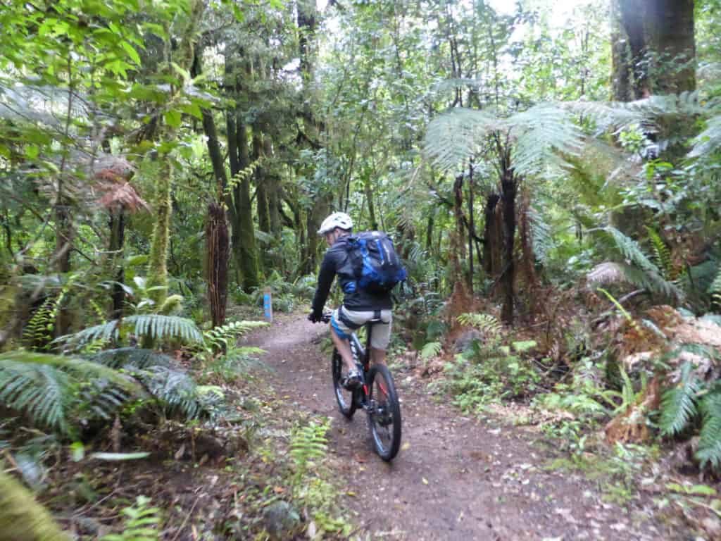 Pikiariki Ecological Area Timber Trail