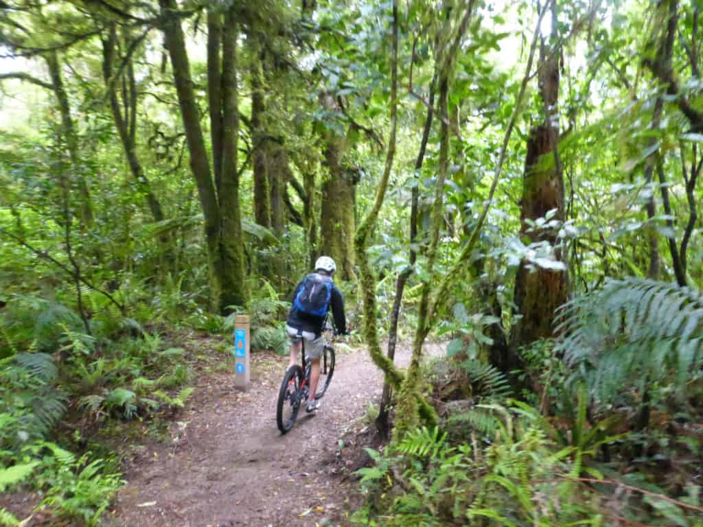 Timber Trail start Pikiariki Ecological Area