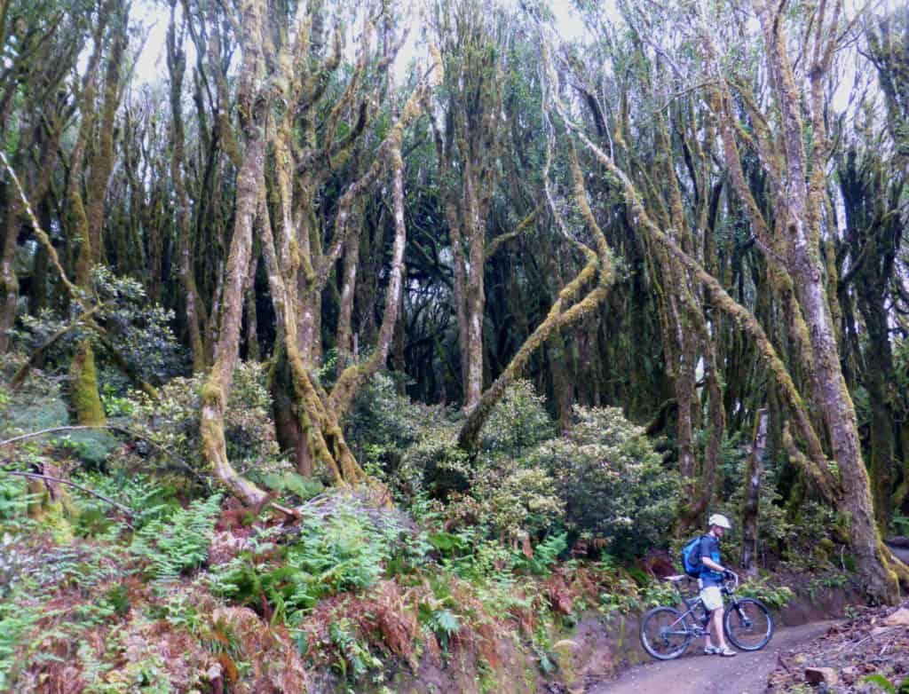 Timber Trail cloud forest