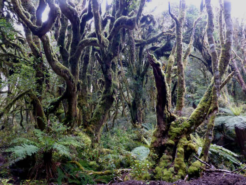 Mossy Trees Timber Trail