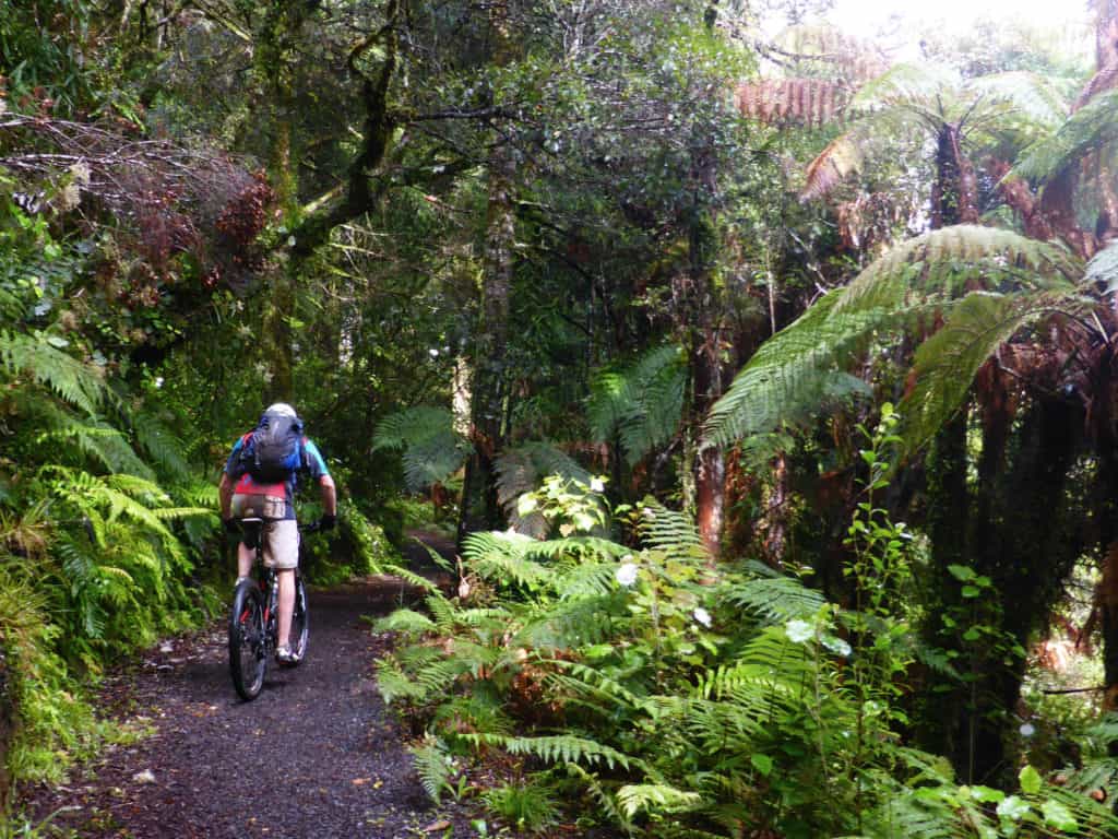 Timber Trail Bush