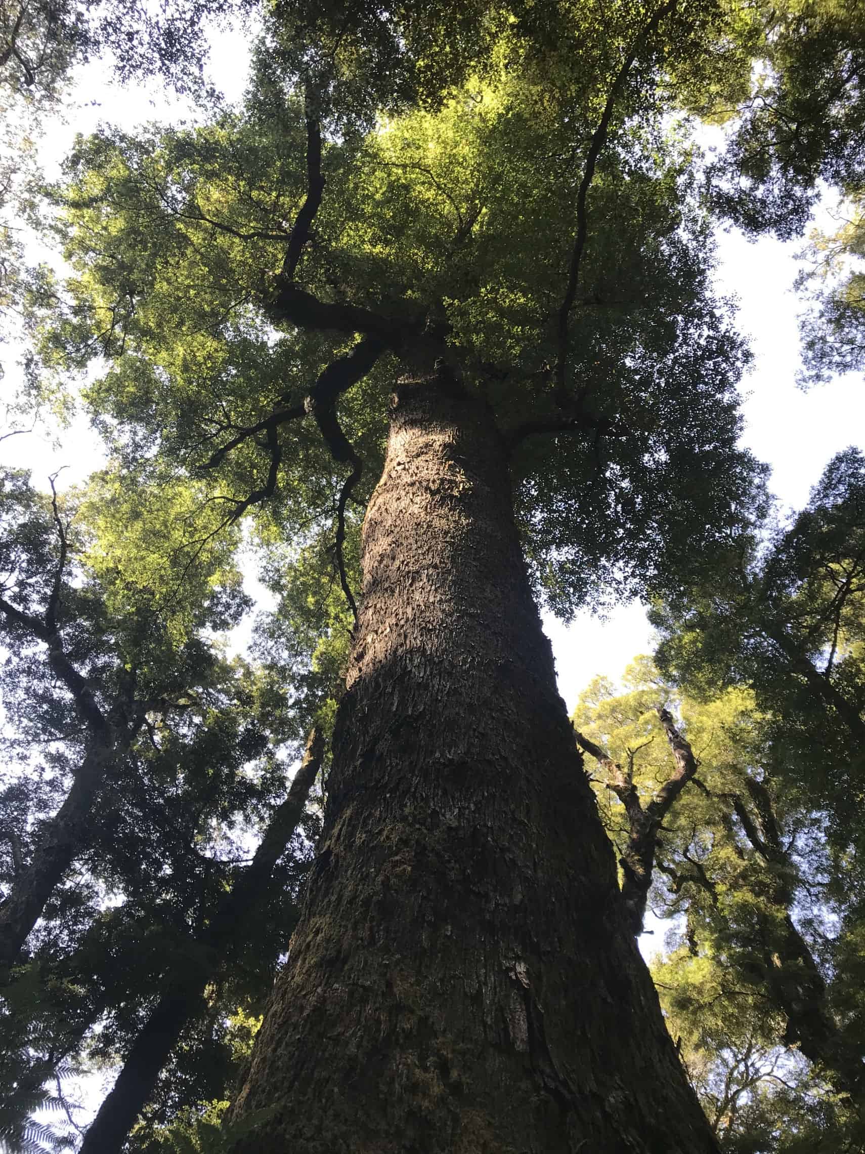 Giant Trees of Kaimanawa Ranges